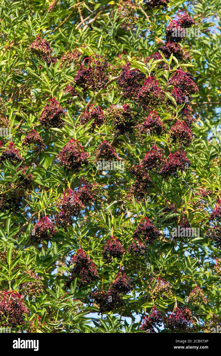 Trauben von reifen Holunderbeeren auf einem Holunderbaum. Suffolk, Großbritannien. Stockfoto