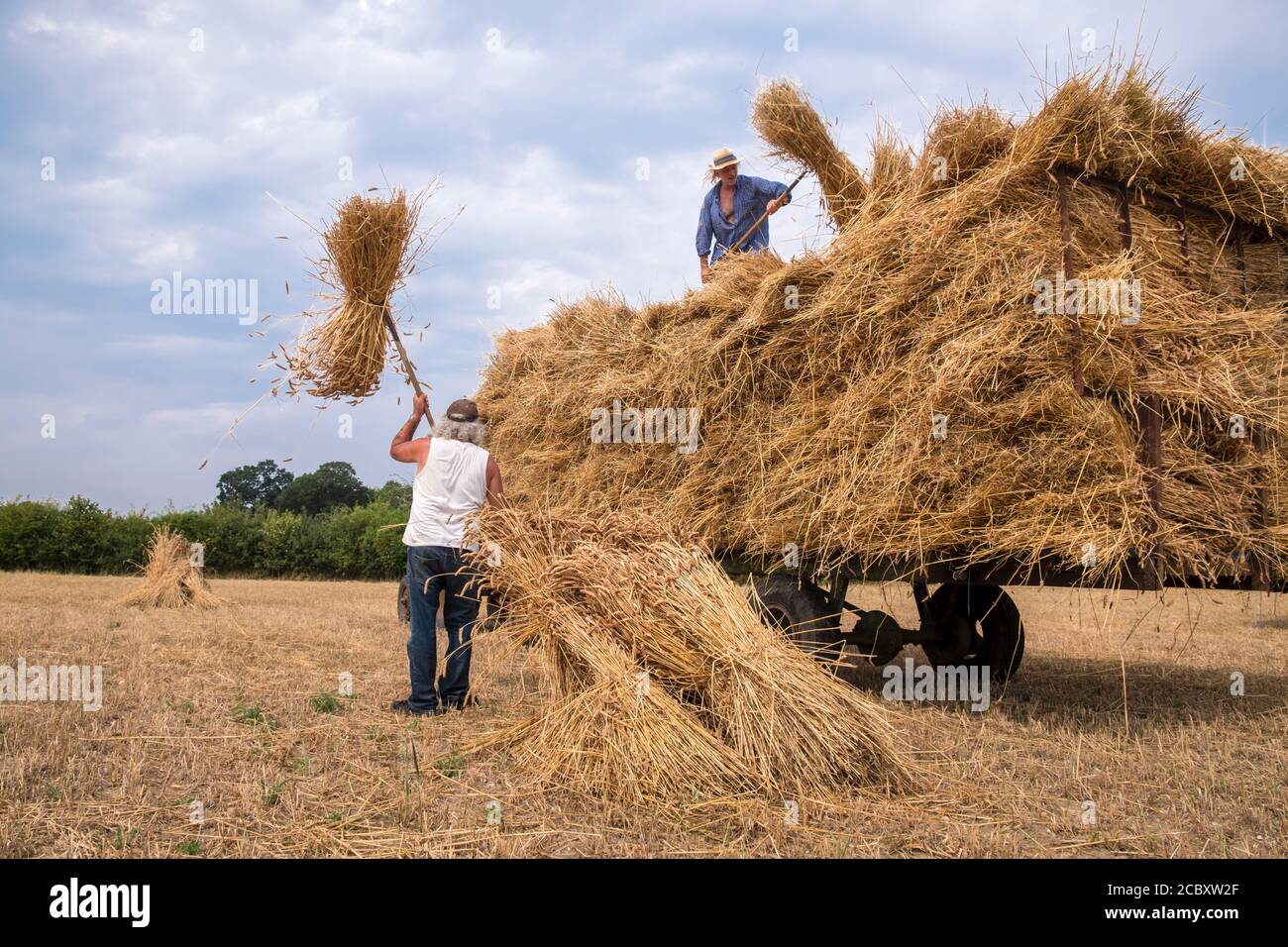 Reetfänger sammeln Weizenscheiben zum Reetbau und laden sie auf einen Anhänger. Suffolk, East Anglia, Großbritannien. Stockfoto