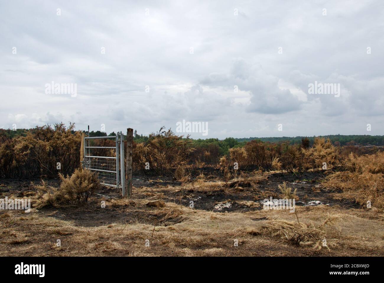 Ein Tor und Pfosten stehen verlassen auf verbrannten Heide; der Zaun zerstört und nur verkohlte Reste von Gorse Büsche links (Chobham Common, Surrey, Stockfoto