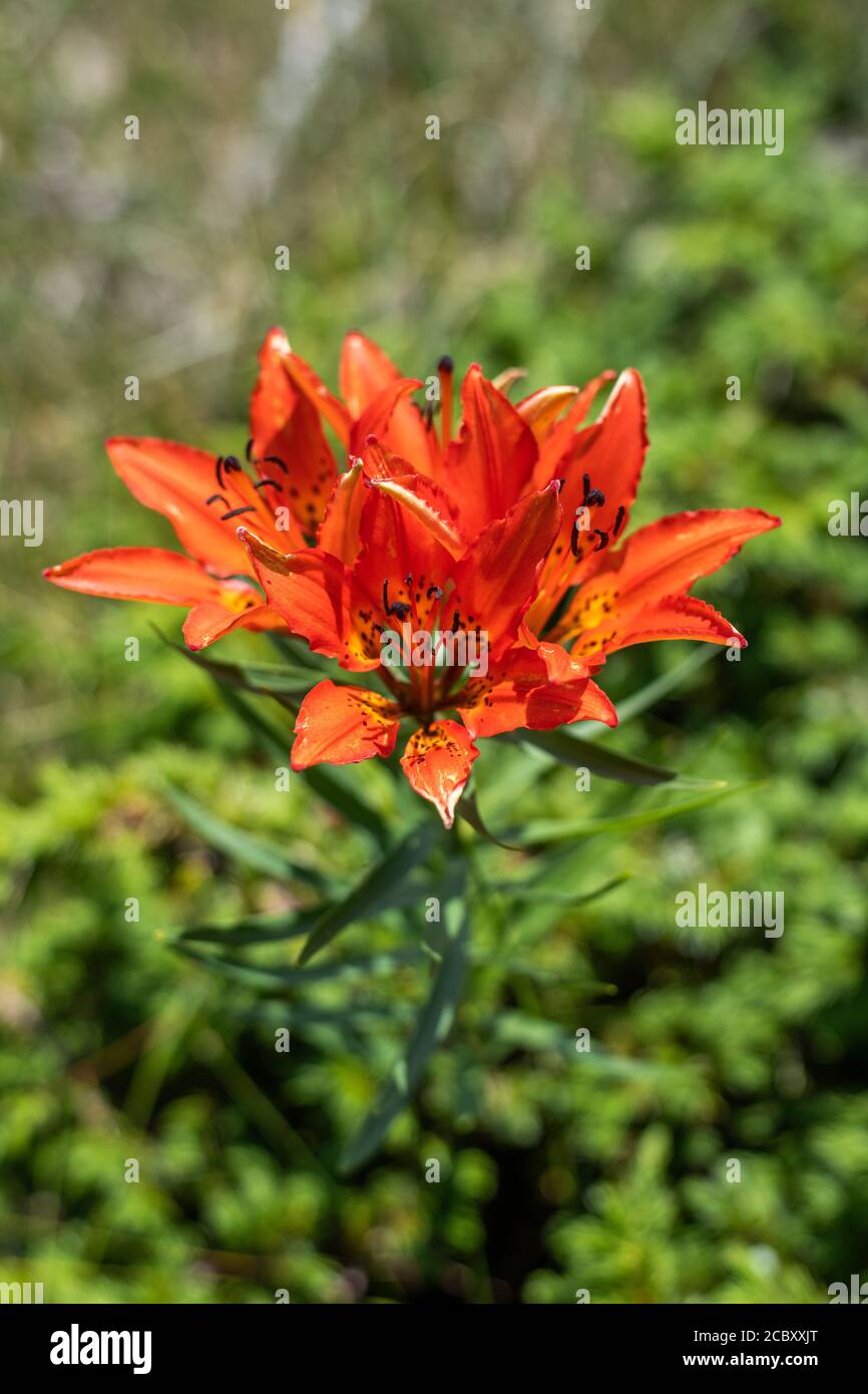 Tiger Lily auf dem Weg zum Black Elk Peak, dem höchsten Punkt in South Dakota Stockfoto