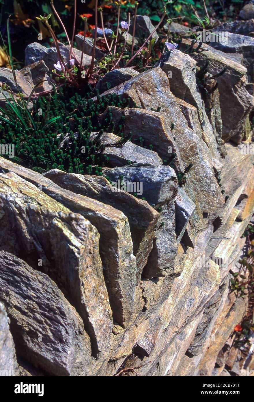 Steinwand mit gezackter Oberseite Stein Stockfoto