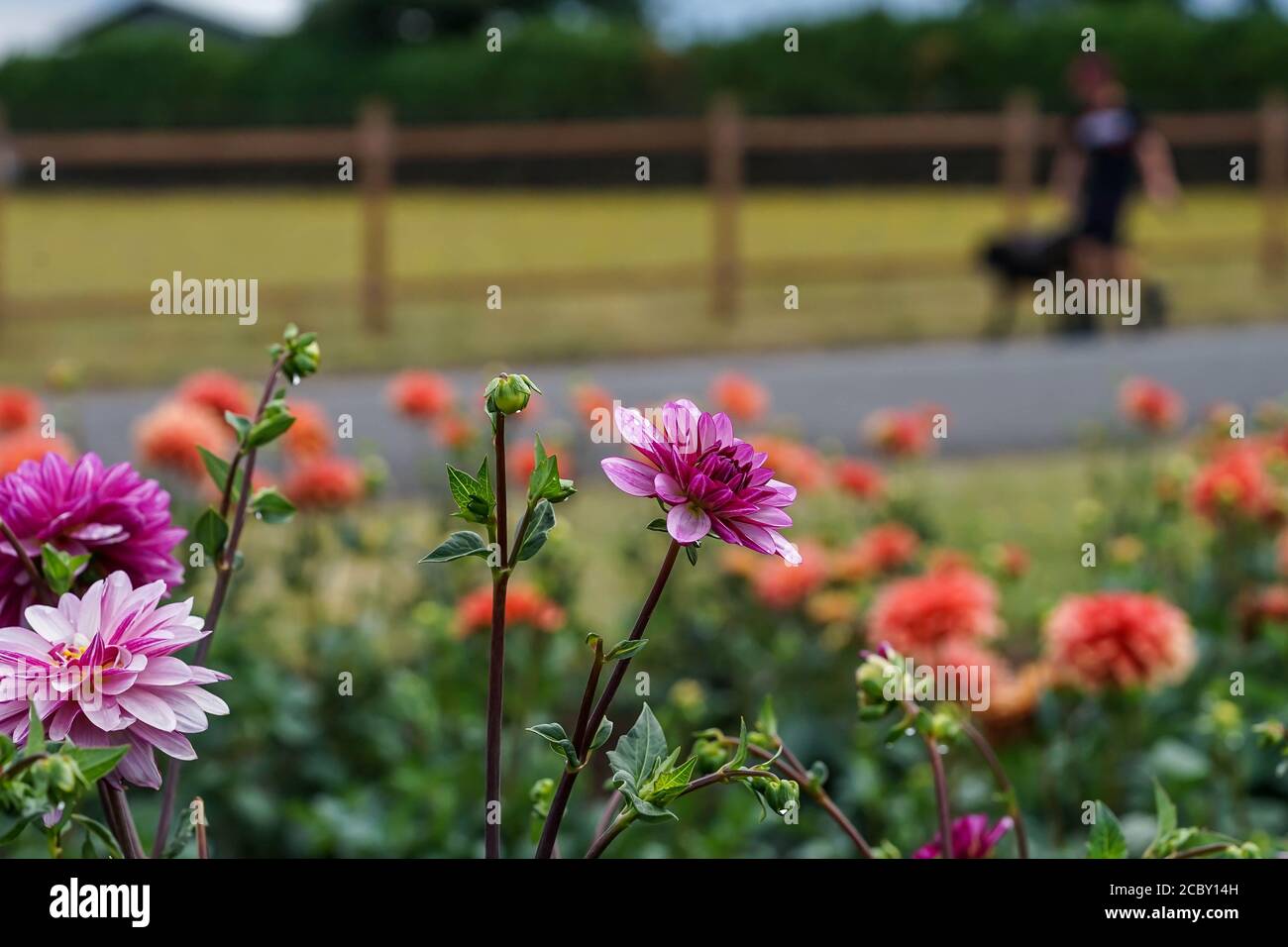 Swan Island Dahlia Farm mit Mann Wanderhund im Hintergrund Stockfoto