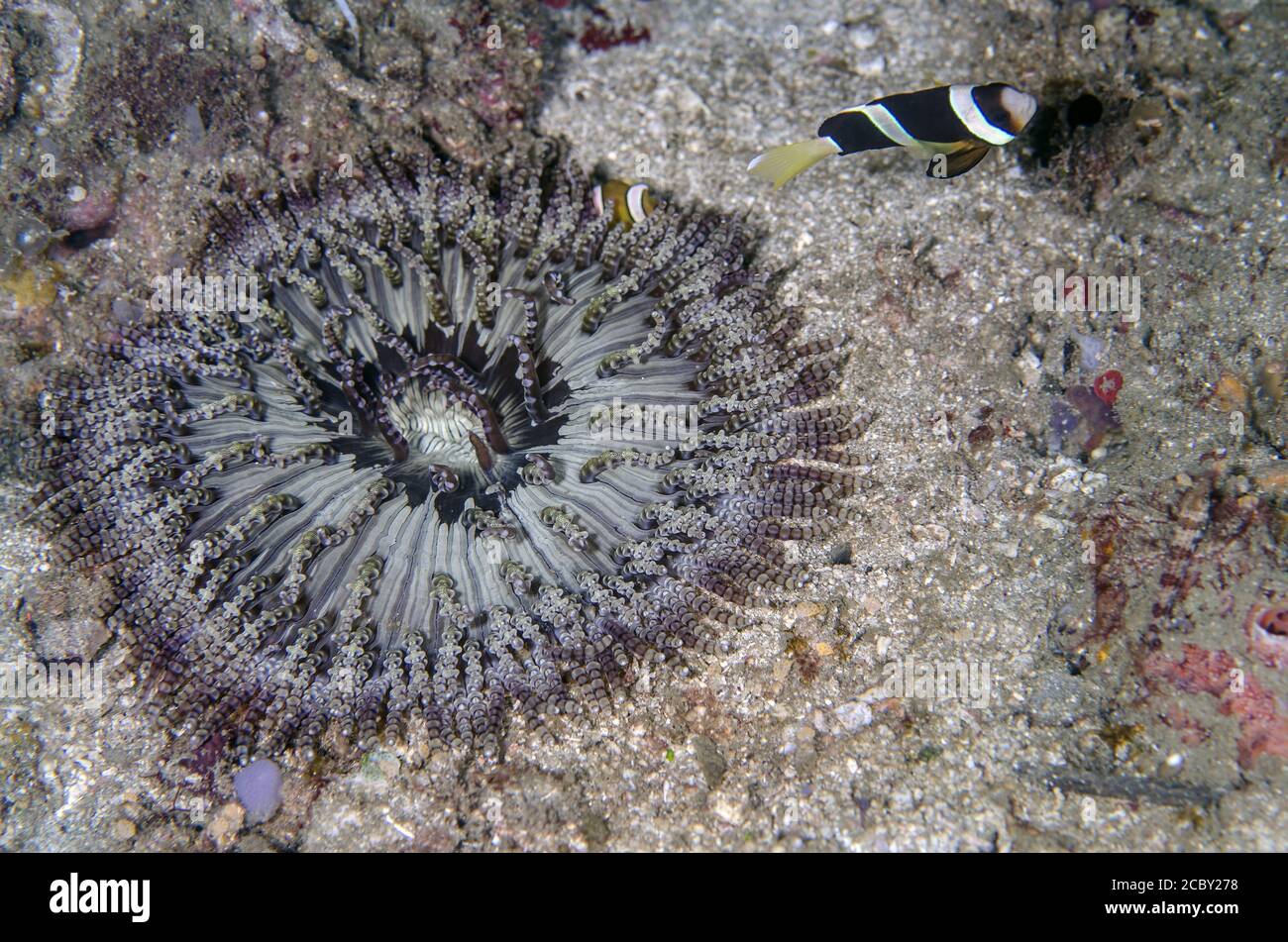 Sea Anemone, Heteractis aurora, Stichodactylidae, Anilao, Batangas, Philippinen, indopazifischer Ozean, Asien Stockfoto