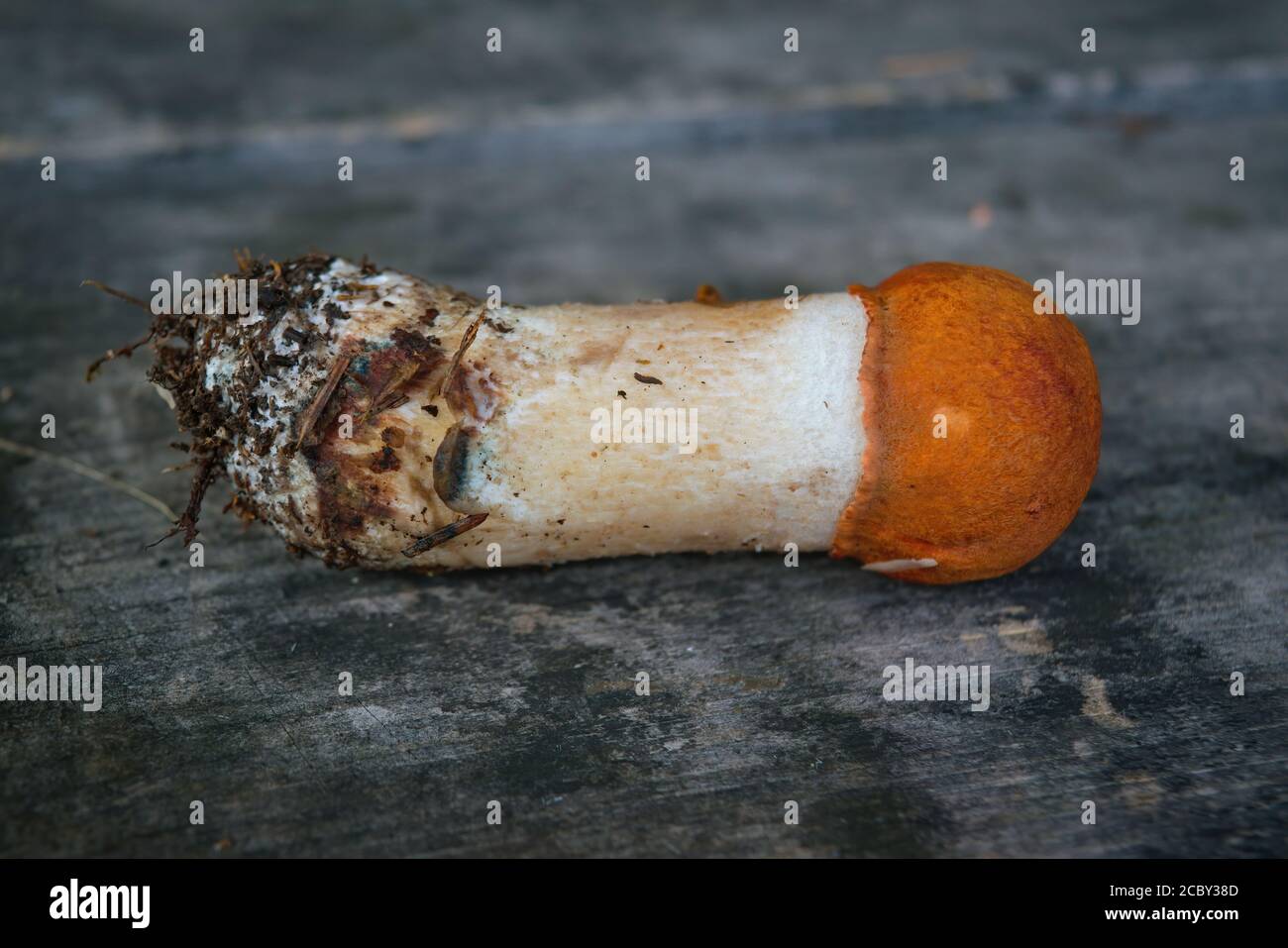 Pilz Xerocomus subtomentosus über Holzhintergrund. Herbstpilze. Pilze Sammeln. Stockfoto