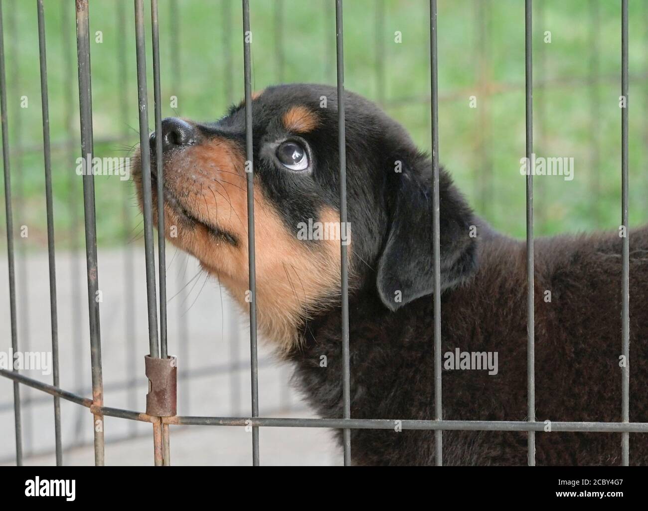 Rottweiler Welpe Hund im Käfig, Blick nach oben. Kopfschuss. Nahaufnahme. Stockfoto