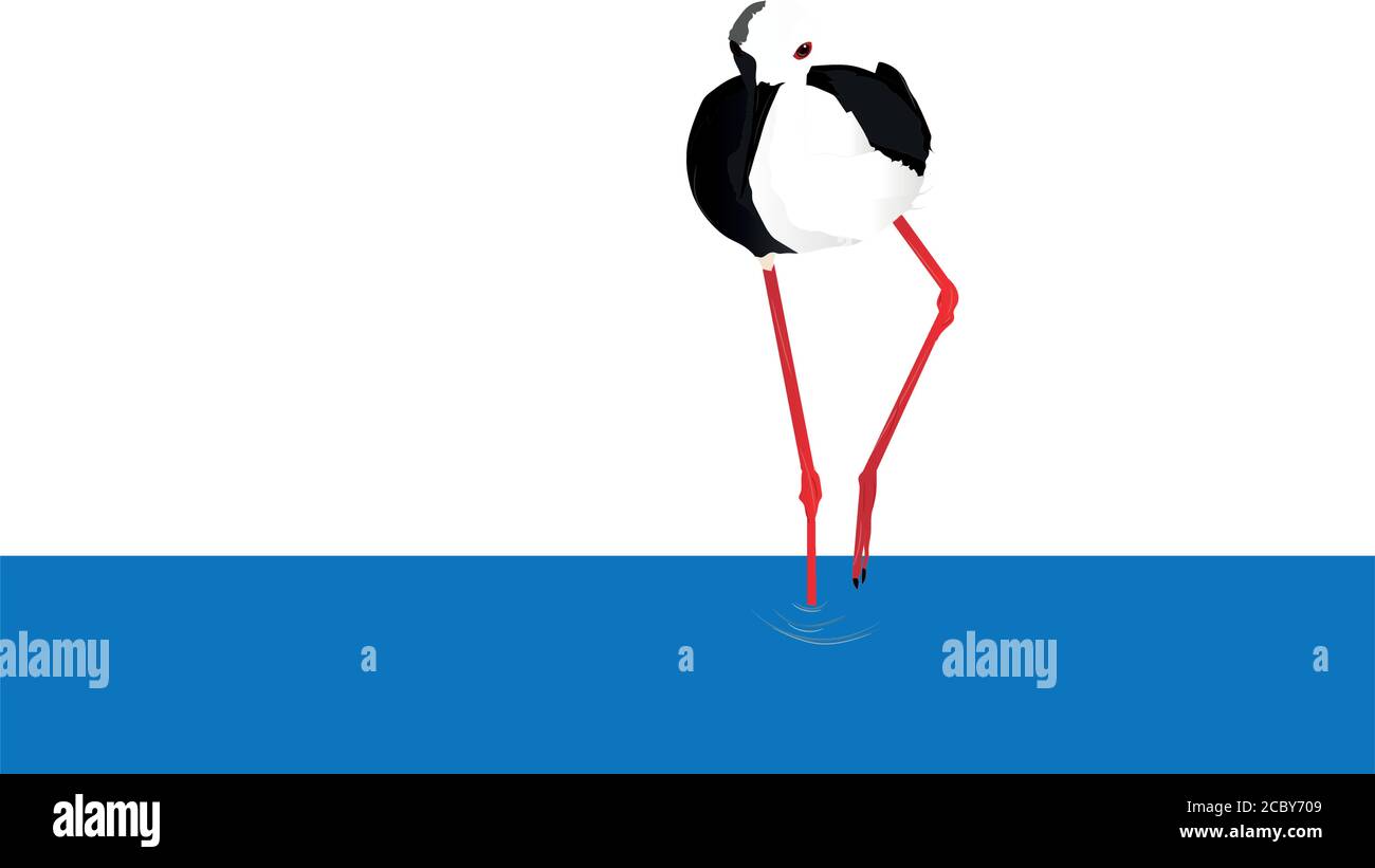 Wandervogel am Ufer. Vogel: Schwarz geflügelte Neigung. Himantopus himantopus. Weißer Hintergrund. Stock Vektor