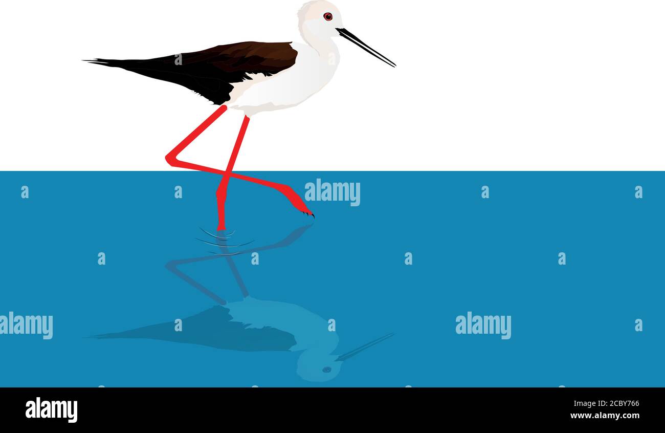 Wandervogel am Ufer. Vogel: Schwarz geflügelte Neigung. Himantopus himantopus. Weißer Hintergrund. Stock Vektor