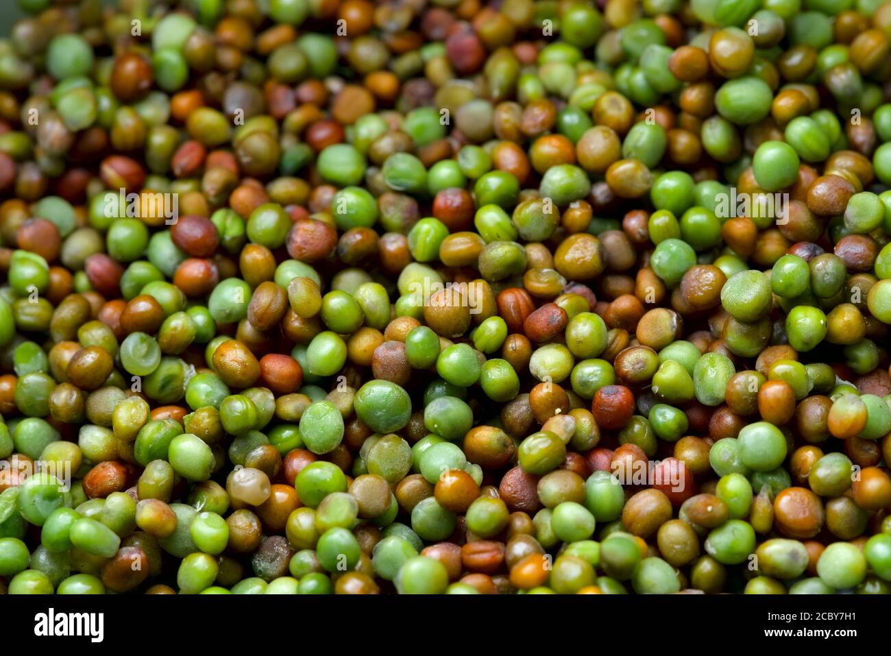 Niedriger Winkel selektive Fokusansicht von Komatsuna japanischen grünen Samen trocknen für die Lagerung. Lebendiger und farbenfroher Hintergrund mit viel Platz für Kopien Stockfoto
