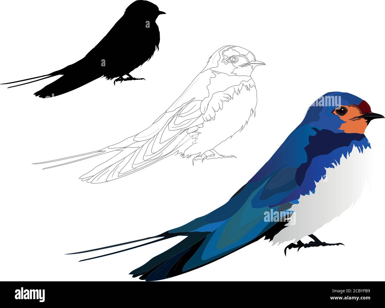 Niedlicher Vogel Scheune Schwalbe. Vektorbild. Hirundo rustica. Weißer Hintergrund. Stock Vektor