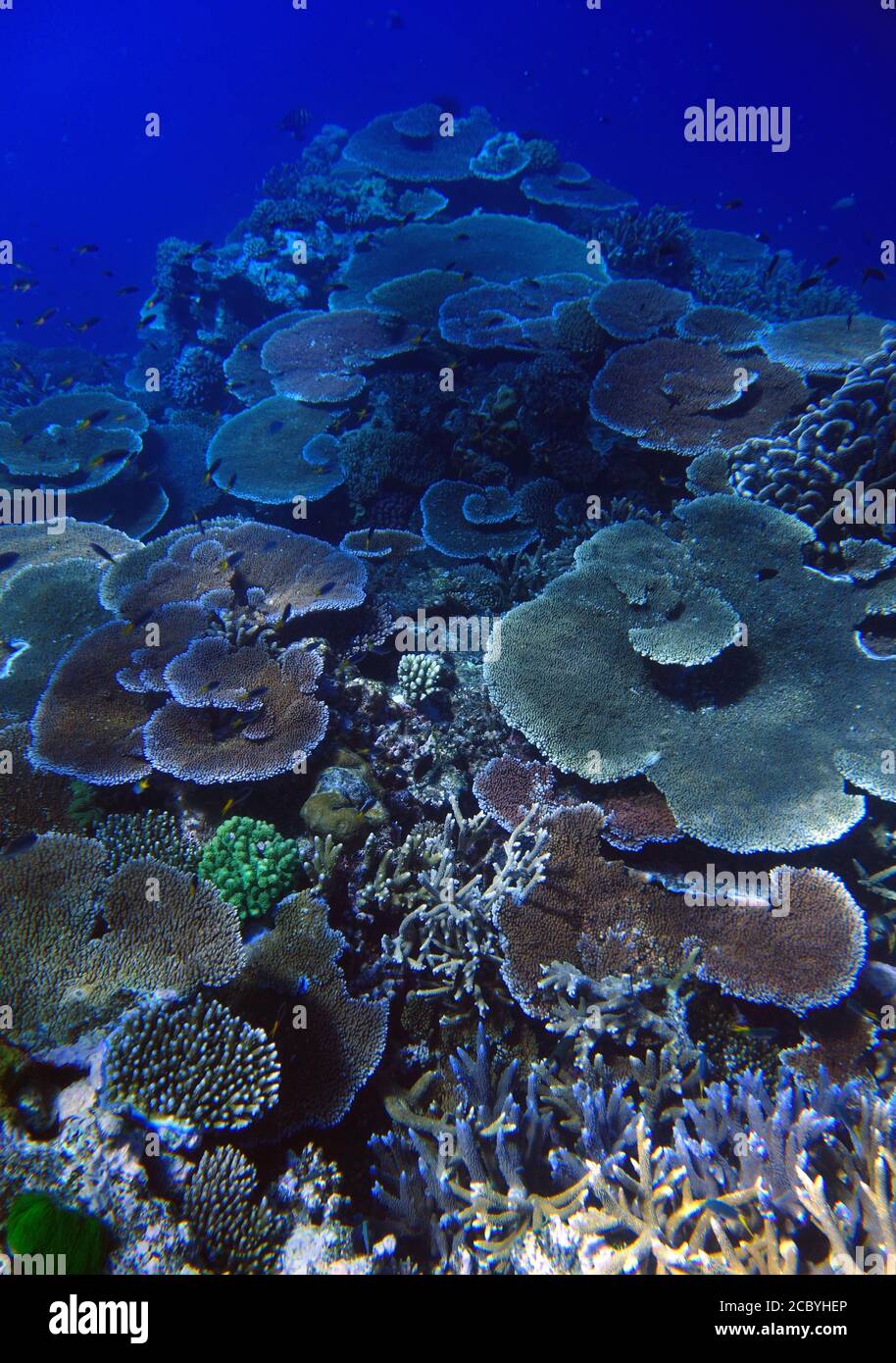 Gesunde Acropora-Korallenkolonien, Moore Reef, Great Barrier Reef, Queensland, Australien. August 2020 Stockfoto