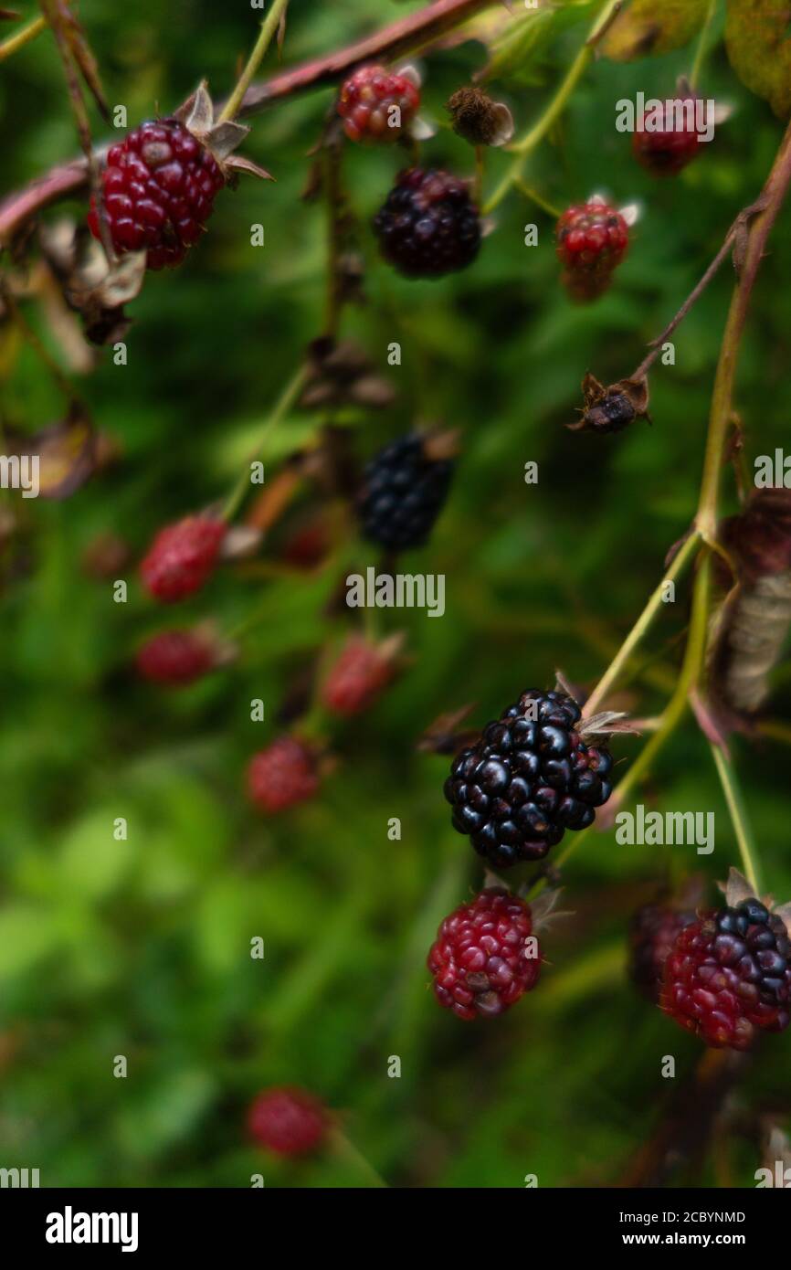 Wilde Brombeeren wachsen vor einem grünen Hintergrund, halbgereift Stockfoto