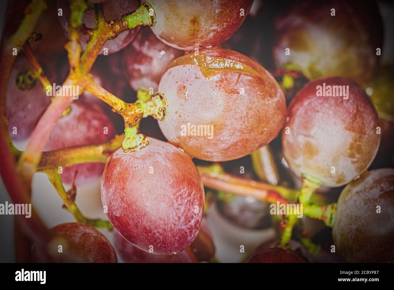 Macrobild mit roten Grambeeren und Vignette. Einige Beeren sind überzogen Stockfoto