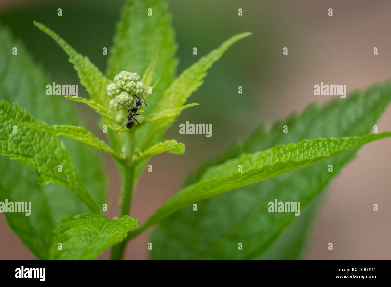 Eine Ameisenart klettert auf eine Blütenknospe einer üppigen grünen Pflanze. Stockfoto