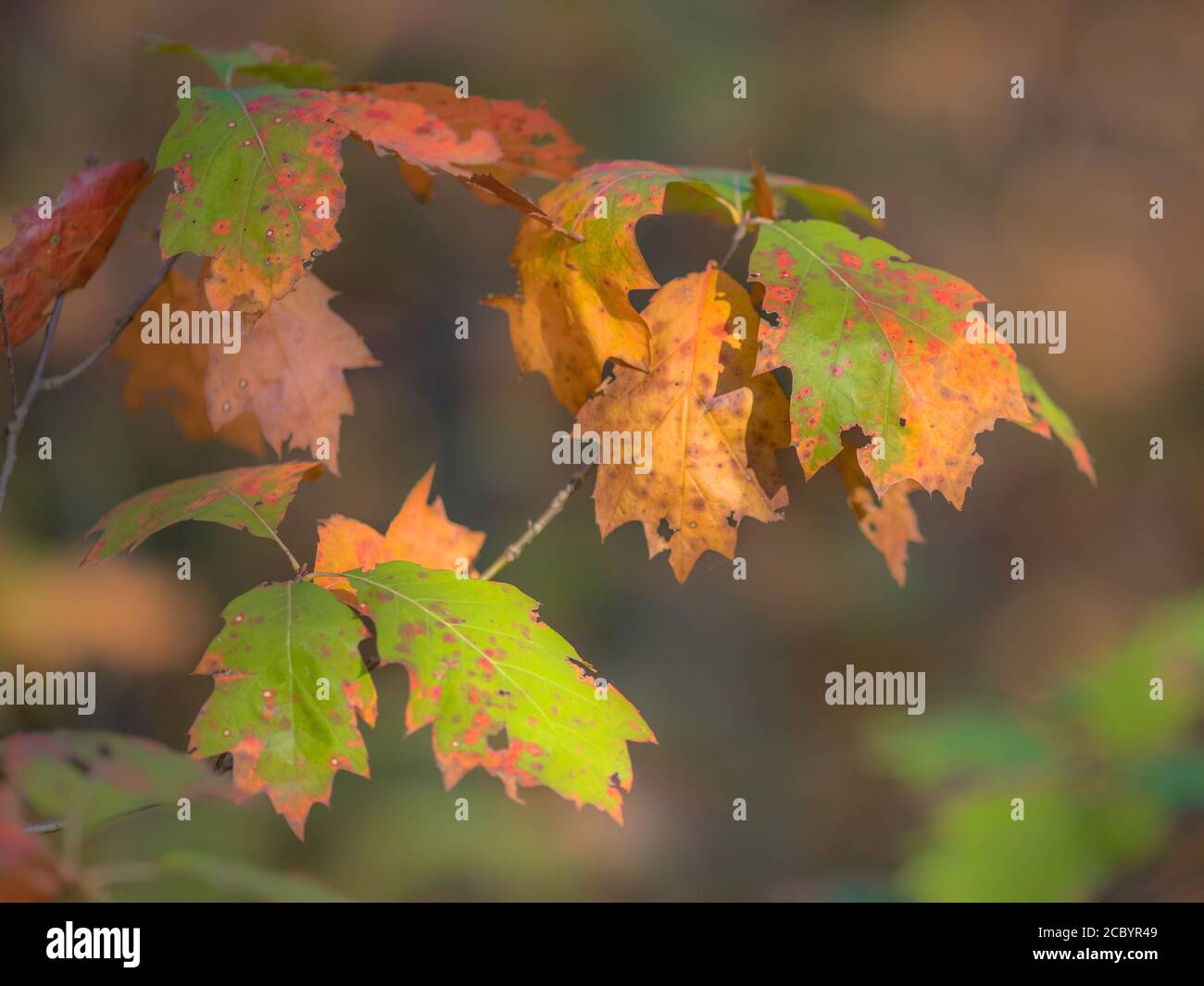 Hell Grün, Braun, Rot und Orange farbige amerikanische Eiche (Quercus rubra) Blätter im Herbst Saison Stockfoto