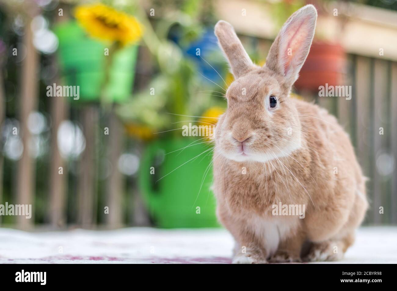 Rufus Kaninchen auf Deck Sommermorgen mit Sonnenblumen im Hintergrund. Liebenswert Haus Kaninchen mit rötlich gebräuntem Fell zu Hause. Happy Home-Szene. Stockfoto
