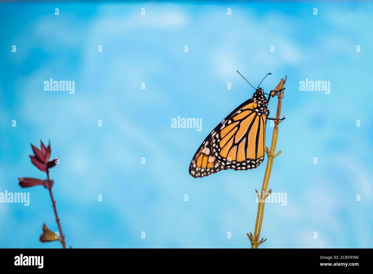 Monarch Butterfly, Danaus plexippuson, trocknet Flügel auf Blütenstiel blauem Hintergrund Stockfoto