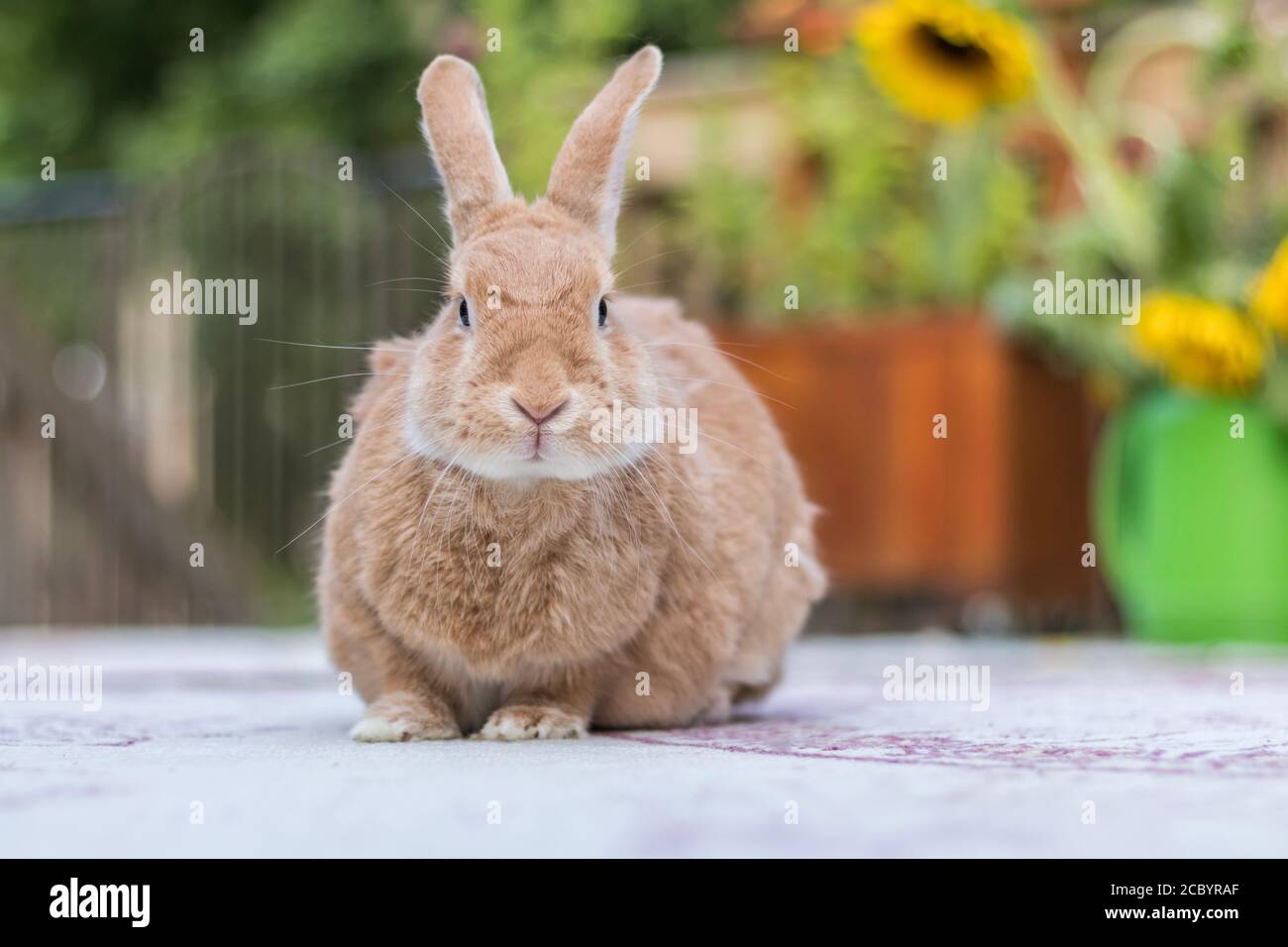 Rufus Kaninchen auf Deck Sommermorgen mit Sonnenblumen im Hintergrund. Liebenswert Haus Kaninchen mit rötlich gebräuntem Fell zu Hause. Happy Home-Szene. Stockfoto