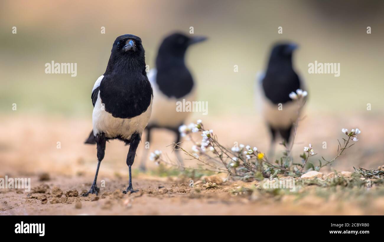 Eurasische Elster (Pica pica) Gruppe im Garten zu Fuß in Richtung Kamera in den spanischen Pyrenäen, Vilagrassa, Katalonien, Spanien. April. Stockfoto