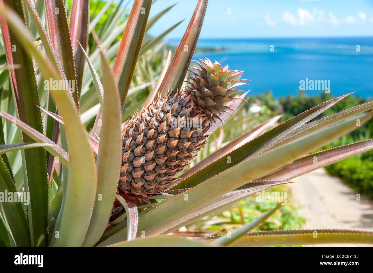 Ananaspflanze auf einem Hügel mit einem schönen Meerblick im Hintergrund. Stockfoto