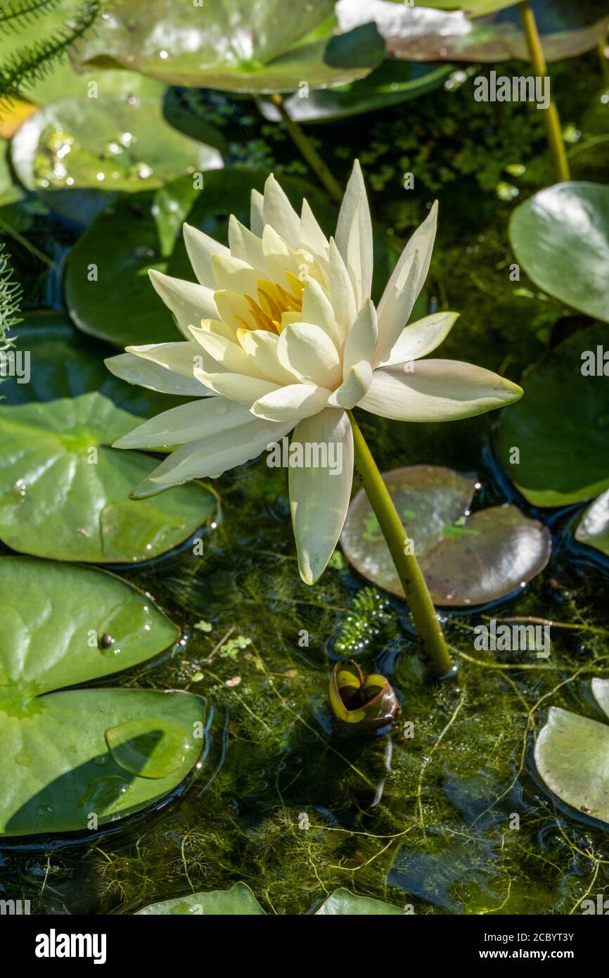 Eine Seerose in einem kleinen Teich Stockfoto