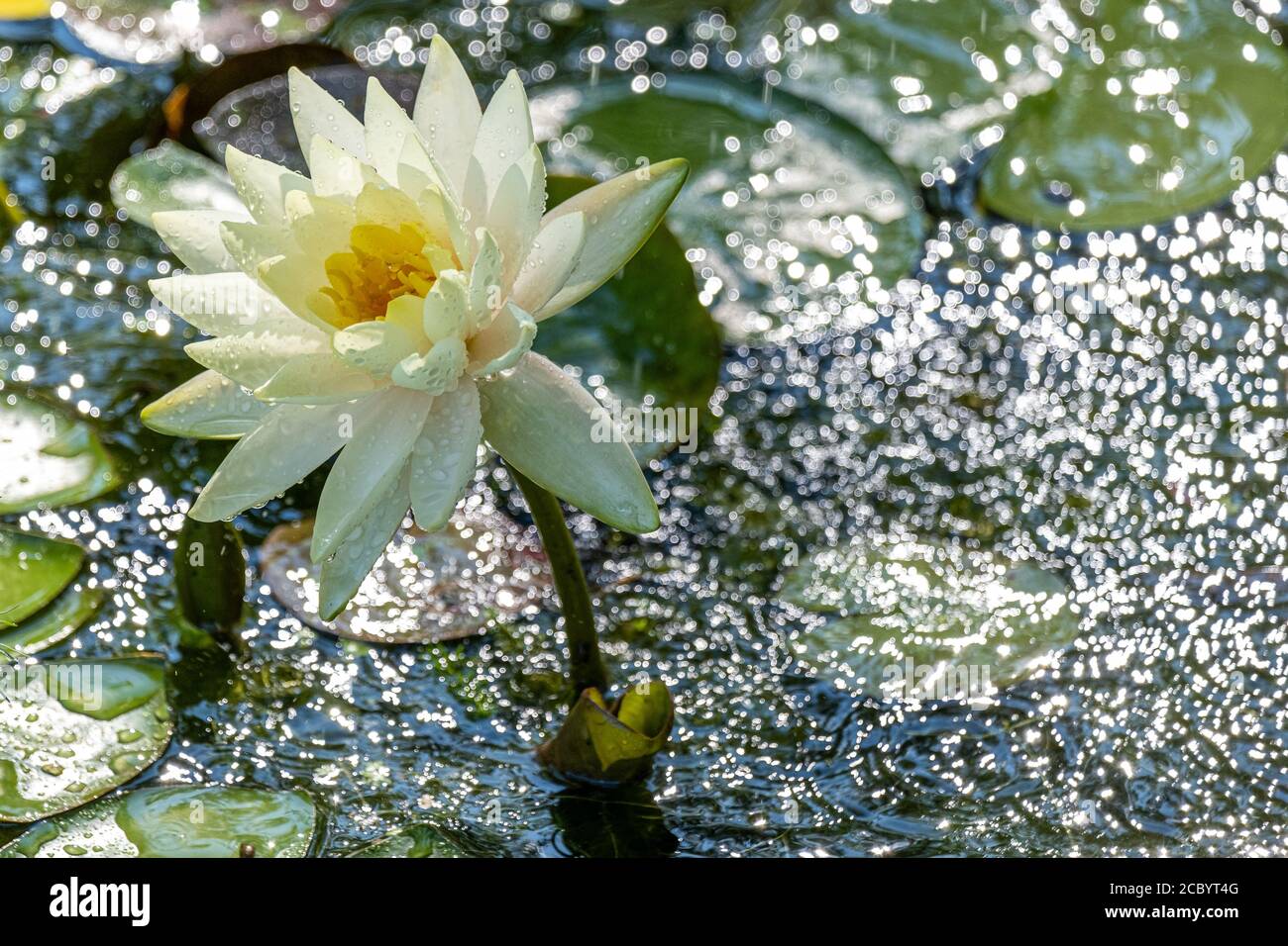 Feuchtgebiet seerose blume Fotos und Bildmaterial in hoher Auflösung