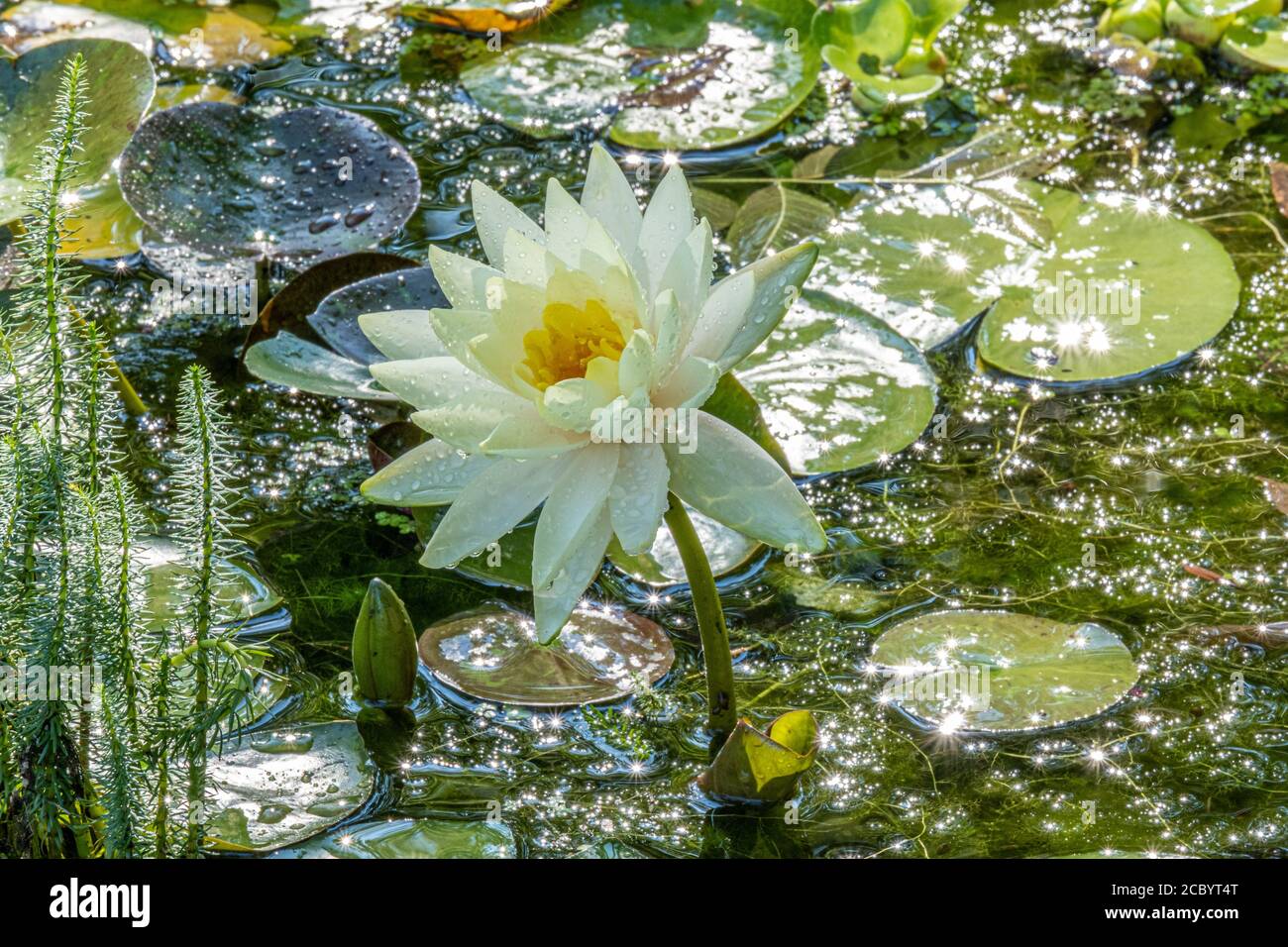 Kleine seerose Fotos und Bildmaterial in hoher Auflösung Alamy