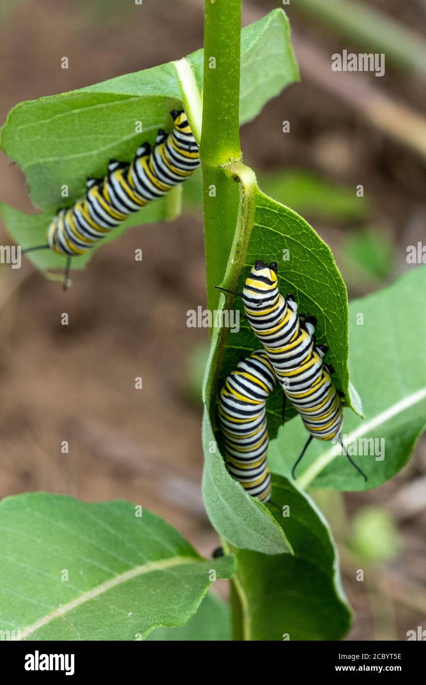 Monarch Raupen Schlemmen auf einer Milchkrautpflanze Stockfoto