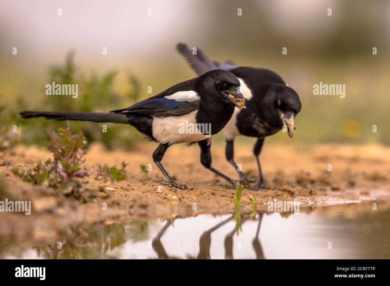Zwei Eurasische Elster (Pica pica) sammeln Nistmaterial aus Teich in den spanischen Pyrenäen, Vilagrassa, Katalonien, Spanien. April. Stockfoto