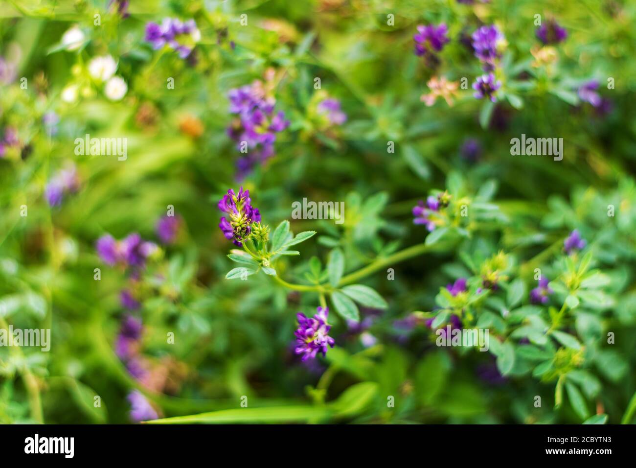 Luzerne blüht mit violetten Blüten, die Tierfutter auf dem Bauernhof anbauen. Stockfoto