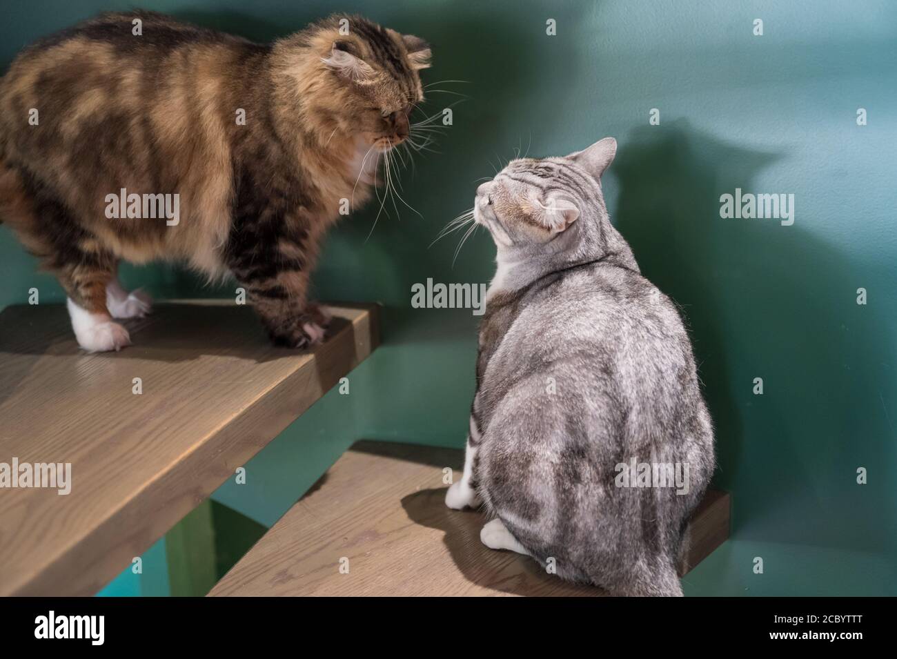 Norwegische Waldkatze und amerikanische Kurzhaar treffen sich Stockfoto