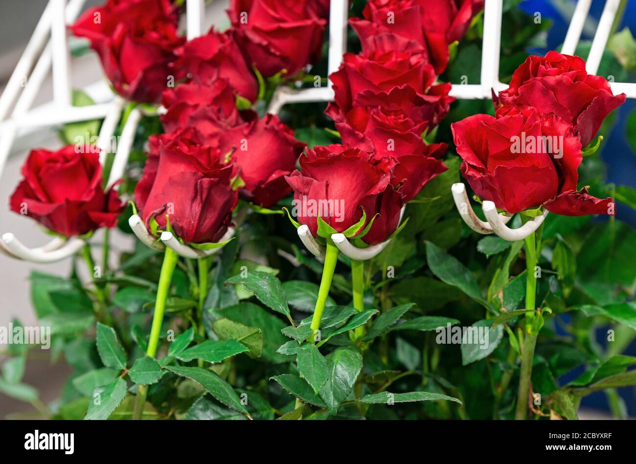 Rote Rosen, die ecuadorianische Nationalblume, in der Produktionslinie für die Größenklassifizierung, Cayambe, nördlich von Quito, Ecuador. Stockfoto