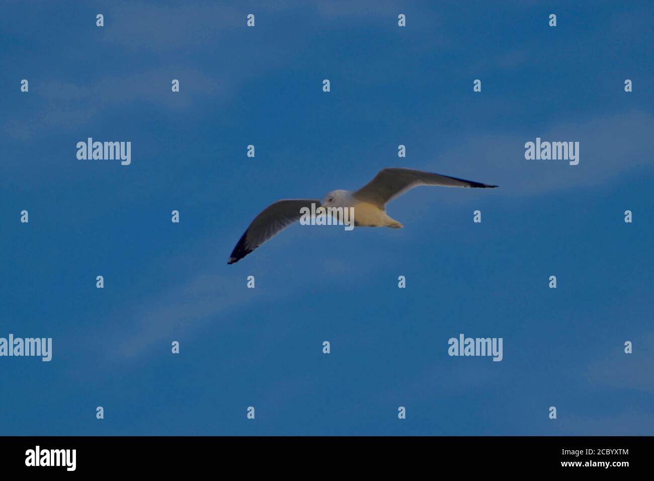 Ringbilled Seagul fliegen über South East City Park Public Fishing Lake, Canyon, Texas Stockfoto