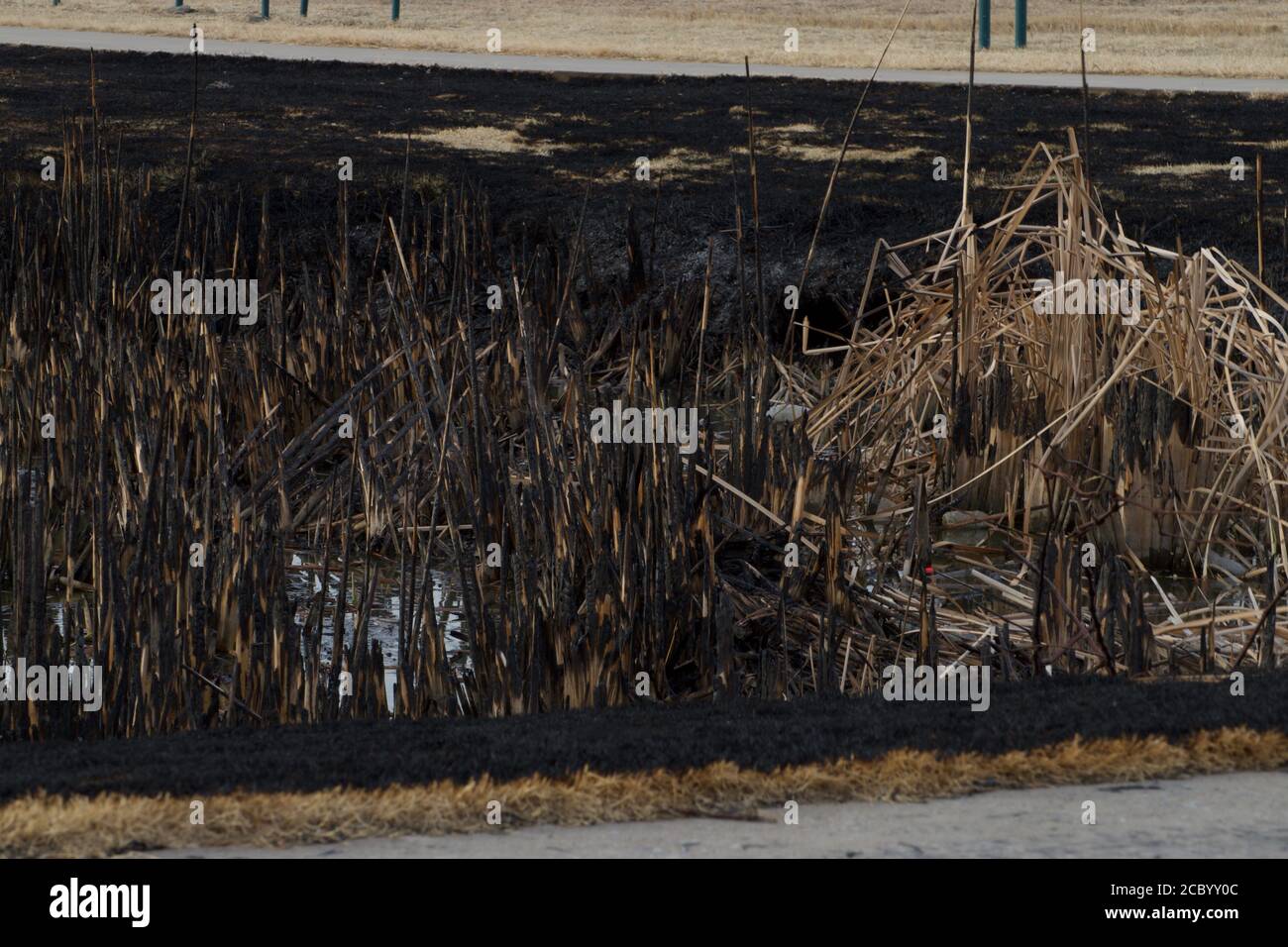 Cattails nach Control Burning durch South East City Park, Canyon, Texas. Stockfoto