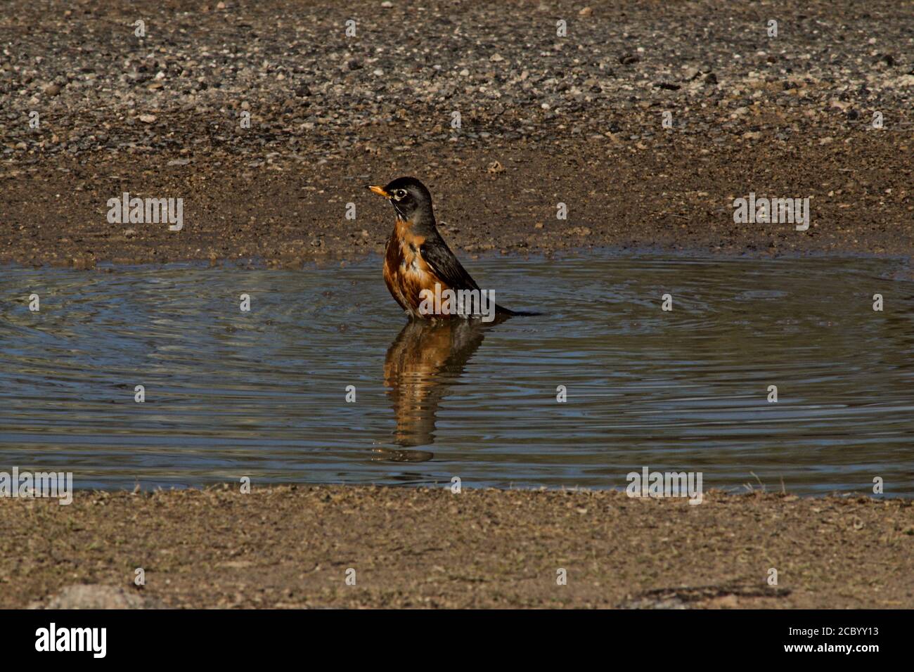 Spring Robin planscht in Rain Puddle, Canyon, Texas. Stockfoto