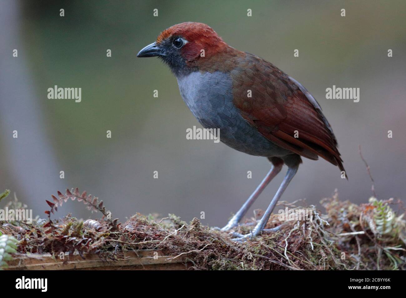 Antpitta (Grallaria nuchalis), kastanienförmig, Seitenansicht, Erwachsener auf Moosholz, Tapichalaca, Süd-Ecuador 11 Dec 2017 Stockfoto