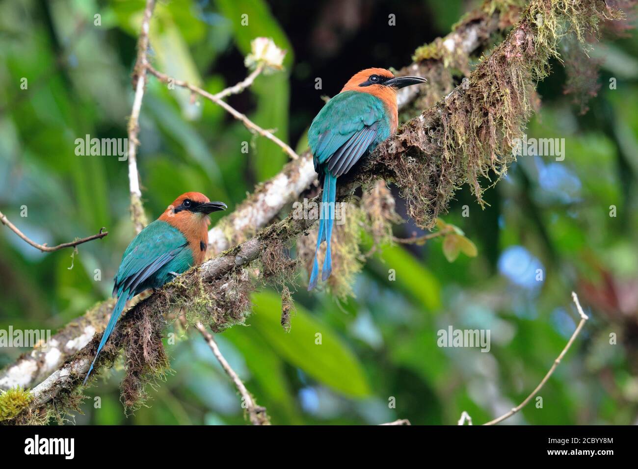 Broad-billed Motomot (Electron platyrhynchum), Bellavista, Süd-Ecuador 6 Dec 2017 Stockfoto