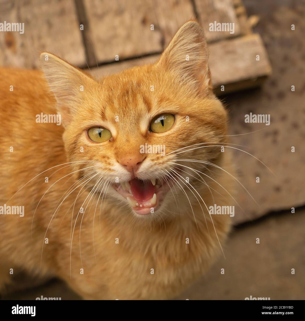 Eine lustige mähende Katze. Braune Katze sehr schön Stockfoto