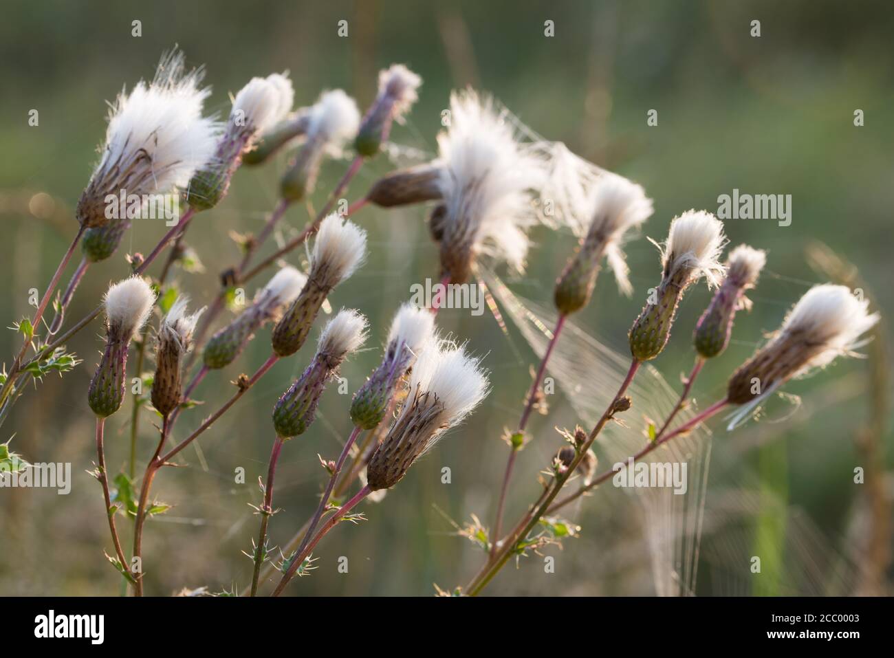 Cirsium arvense, Felddistel flauschige Blüten in Wiese Nahaufnahme selektiver Fokus Stockfoto