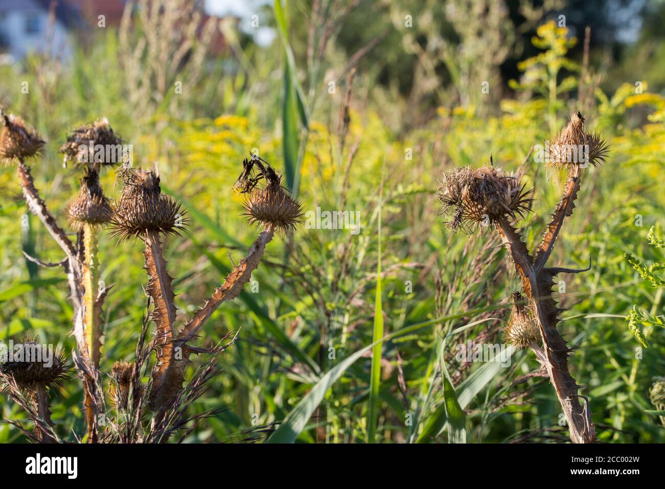 Onopordum acanthium, Baumwolldistel Blumen an sonnigen Tag Nahaufnahme selektive Fokus Stockfoto