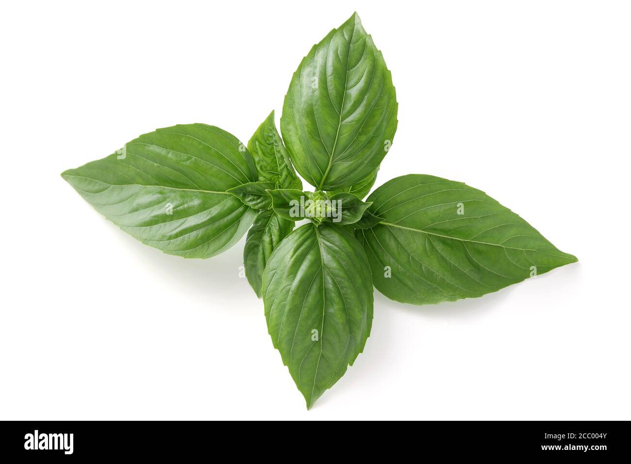 Süßes grünes Basilikum Blätter Kräuter Gewürz, Nahaufnahme, isoliert auf weißem Hintergrund Stockfoto