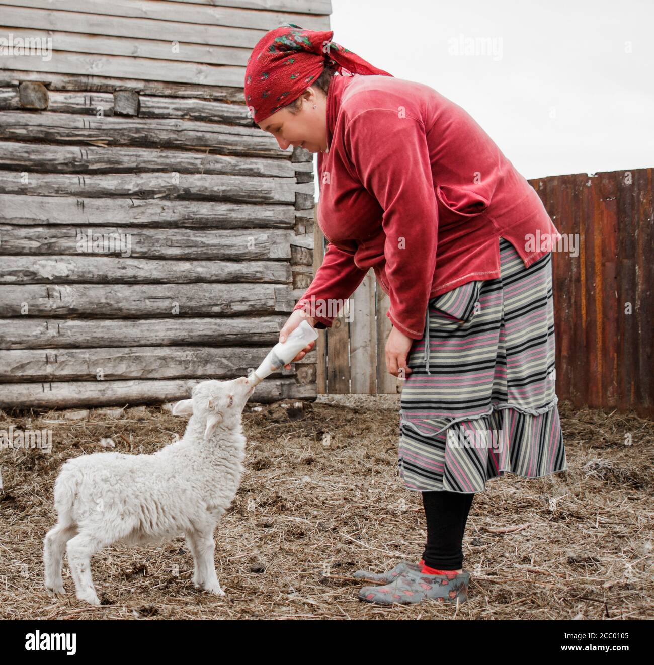Eine Frau in einem roten Schal füttert vorsichtig eine kleine süße weiße Ziege mit Milch aus einer Flasche mit Schnuller in einem sibirischen Dorf, Russland Stockfoto