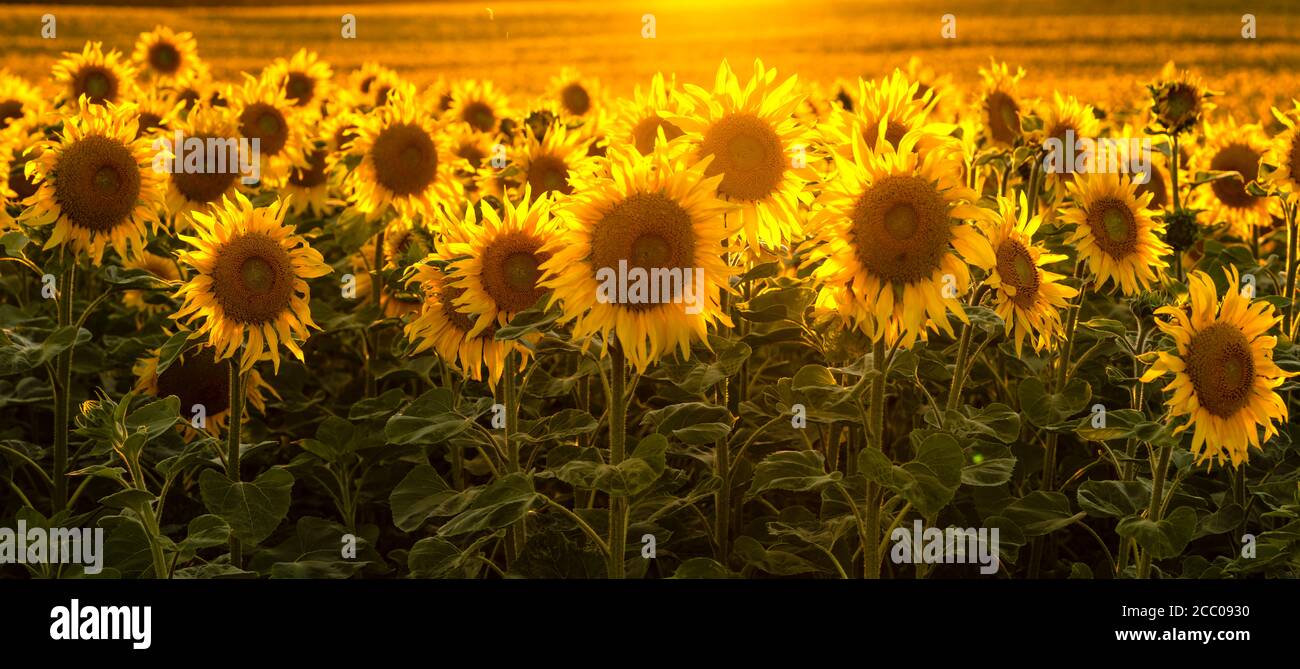 Sonnenblumenfeld im goldenen Licht der untergehenden Sonne gebadet - Panorama Stockfoto