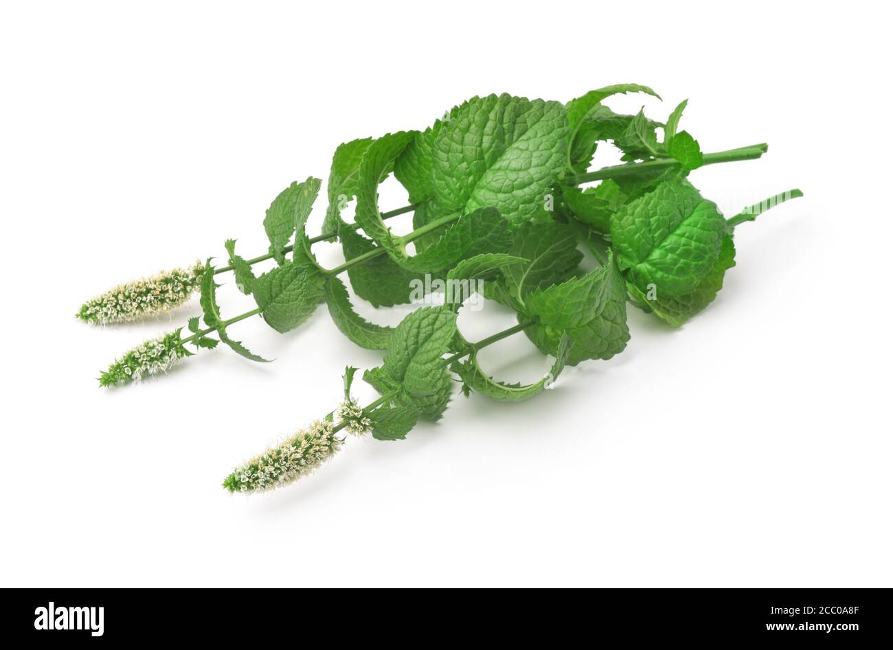 Blühende Pfefferminze isoliert auf Weiß Stockfoto