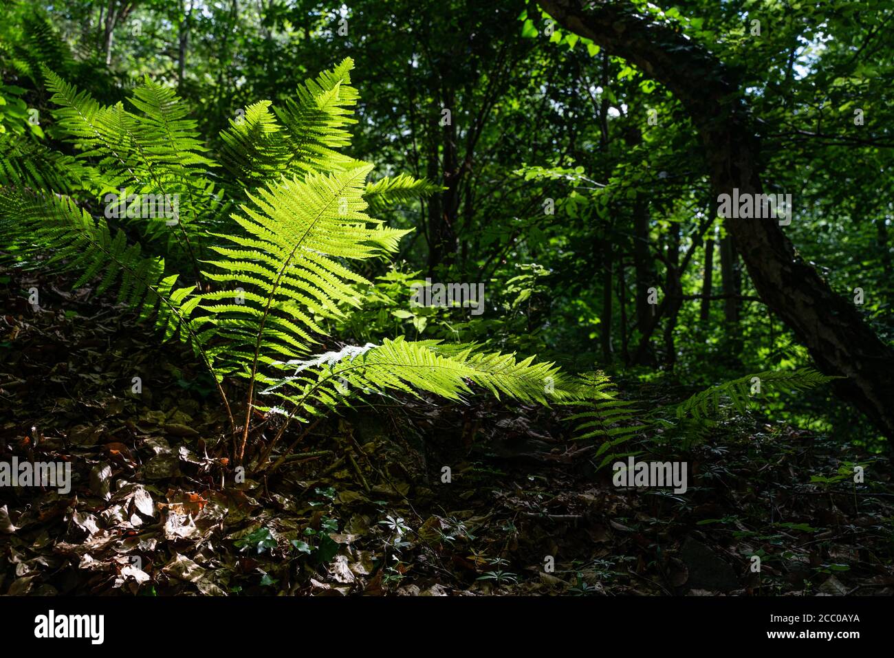 Farn in einem dunklen Wald, beleuchtet von der Augustsonne. Stockfoto