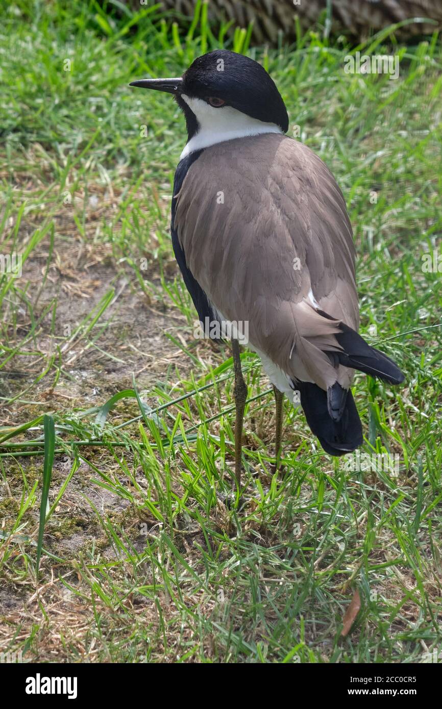 Chilenischer Kiebitz auf grünem Gras, von oben gesehen Stockfoto