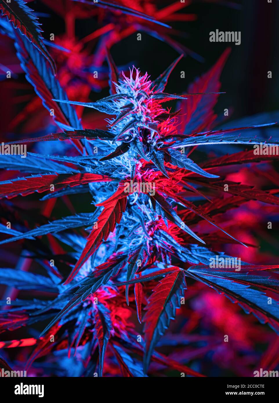 Reife Cannabispflanze - Northern Light. Hanf beleuchtet durch psychedelisches Farblicht für Halluzinationseffekt. Blühende weibliche Marihuana Knospe Colas Blume Stockfoto