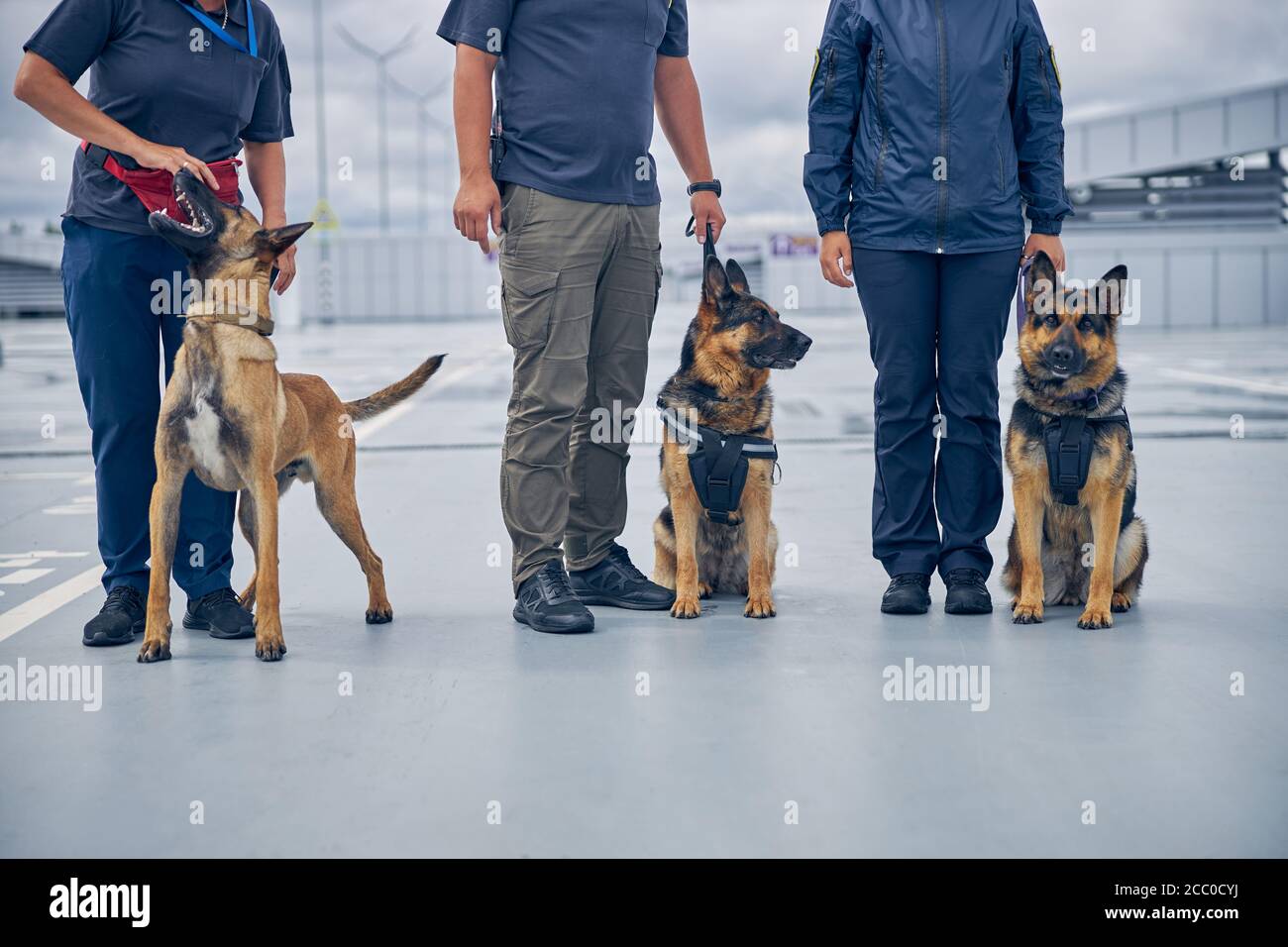 Offiziere mit Sicherheitshunden, die auf dem Flugplatz stehen Stockfoto