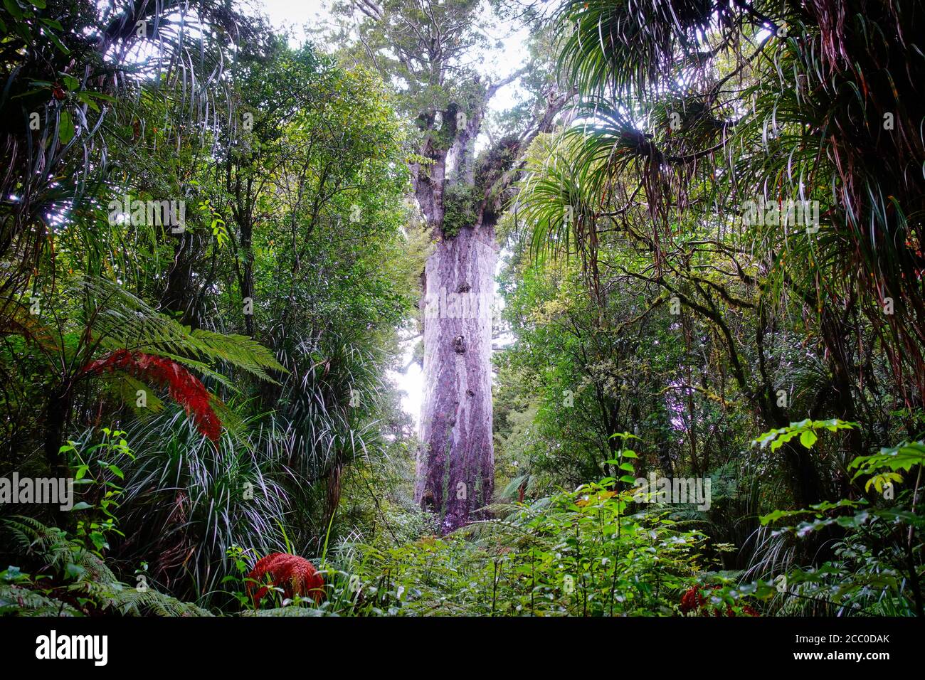 Tane Mahuta Herr des Waldes - Neuseeland Kauri Baum in Waipoa Wald Nordinsel Stockfoto