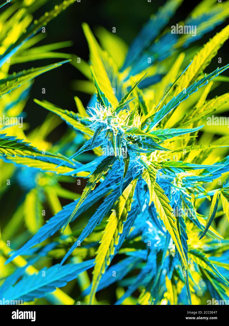 Reife Cannabispflanze - Northern Light. Hanf beleuchtet durch psychedelisches Farblicht für Halluzinationseffekt. Blühende weibliche Marihuana Knospe Colas Blume Stockfoto