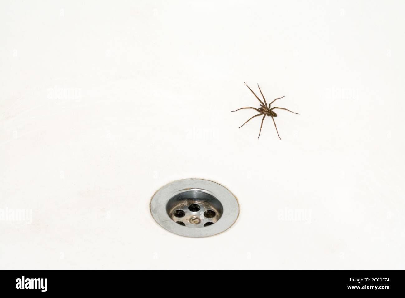 Spinne in der Badewanne, Hausspinne neben Steckloch Stockfoto